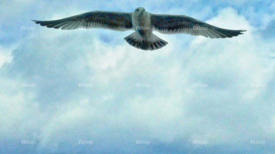 nature and flight! 
with stormy white clouds in the background. 
#nature #clouds #marksphotographytravels