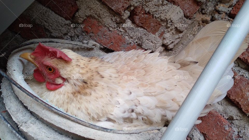 Chickens are brooding in an old bucket beside the house