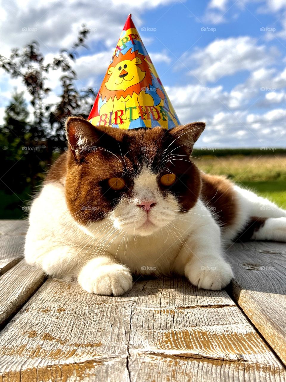 Birthday Cat