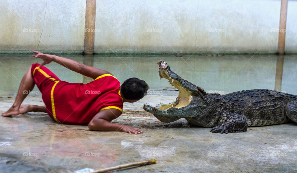 The Crocodile Whisper