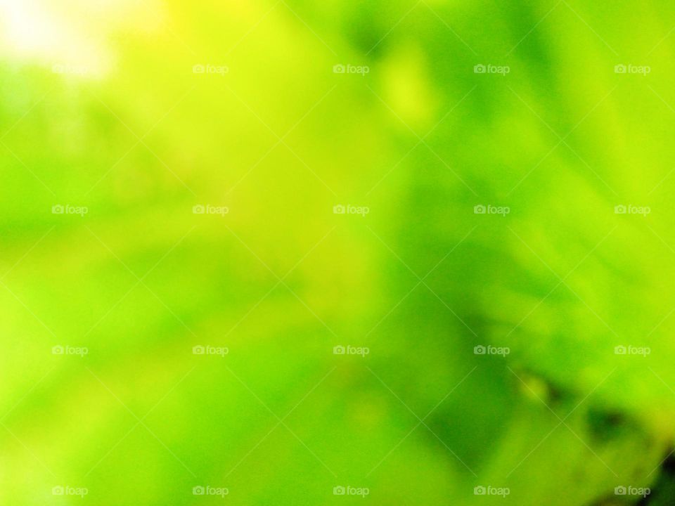 green background indian photography India