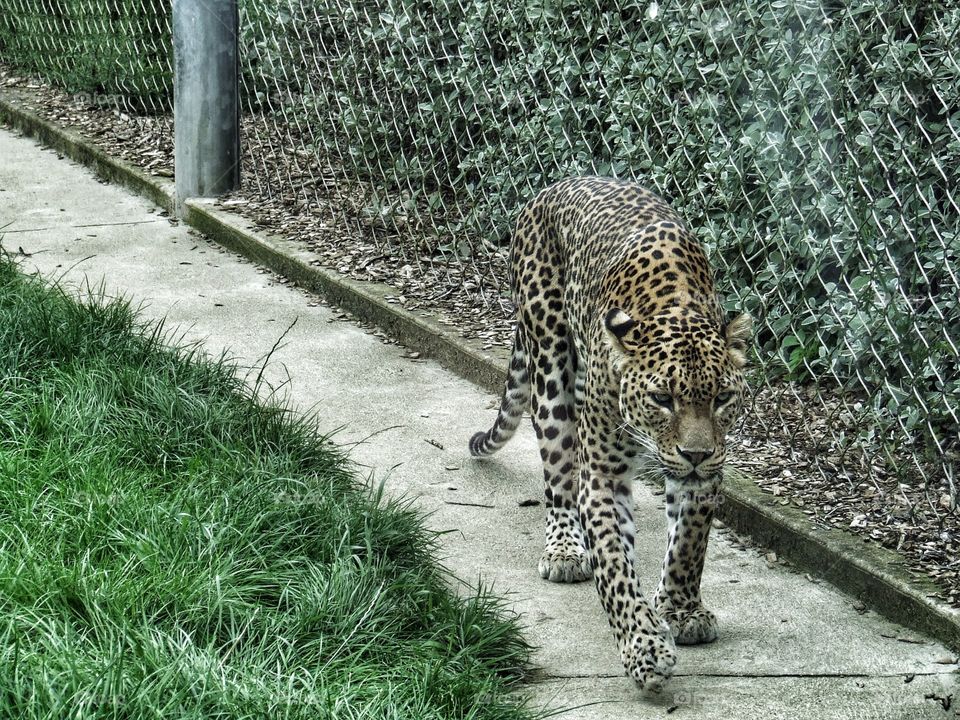 Leopard walking