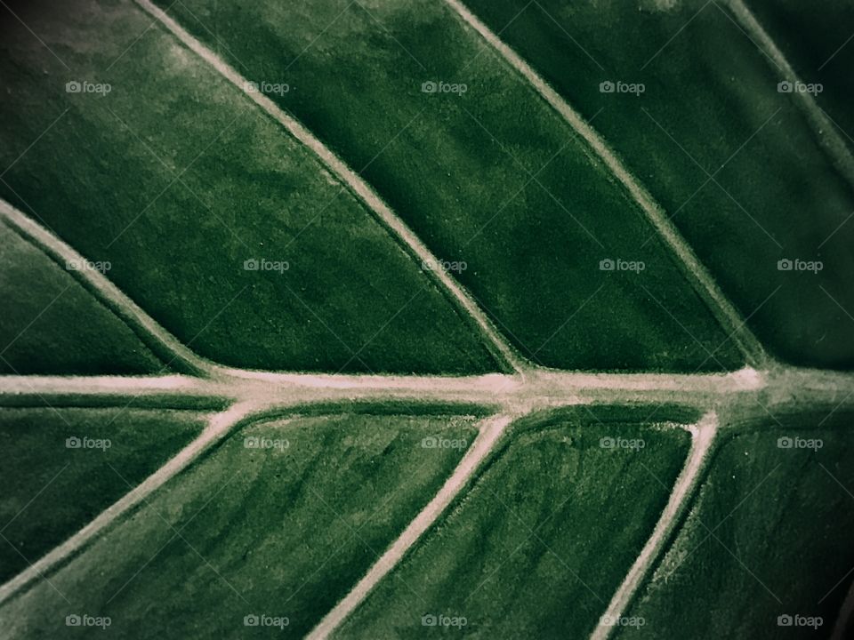 Dark green leaf with artistic veins.