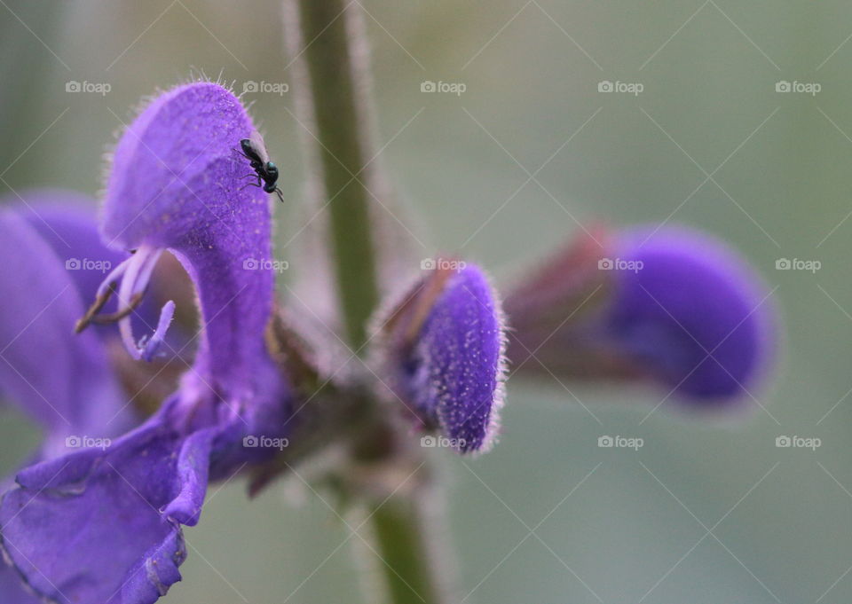 Ant On Clary Sage