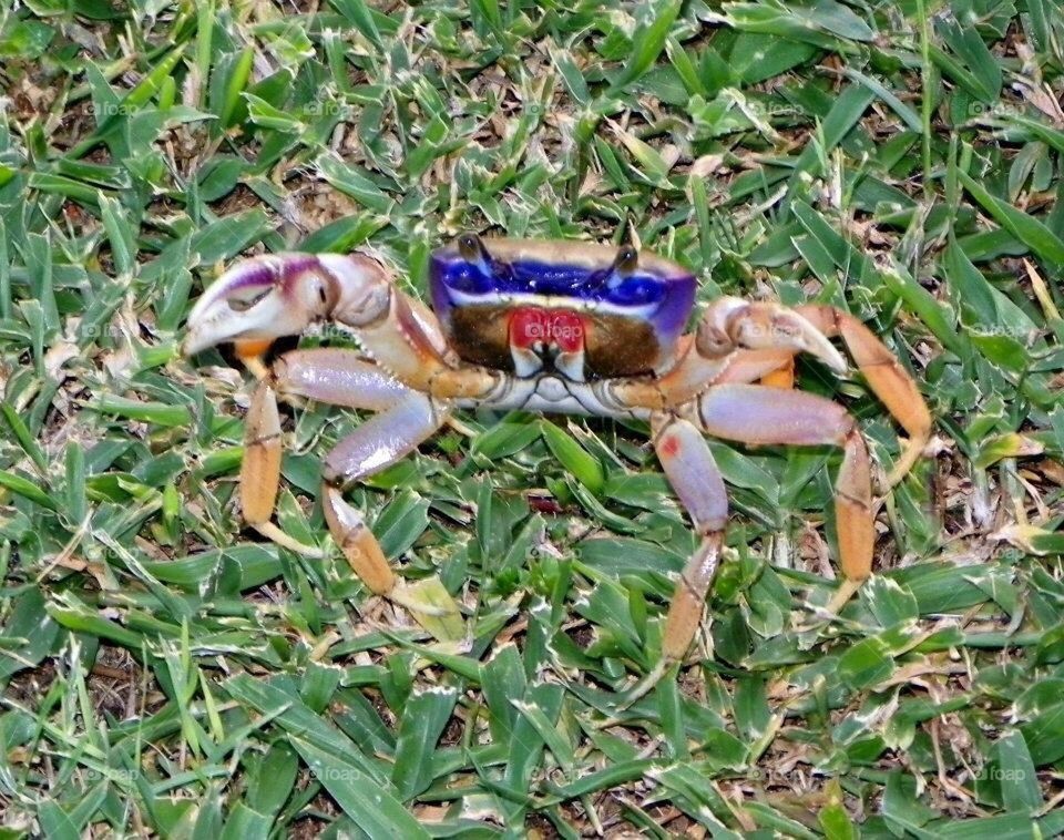 Crab