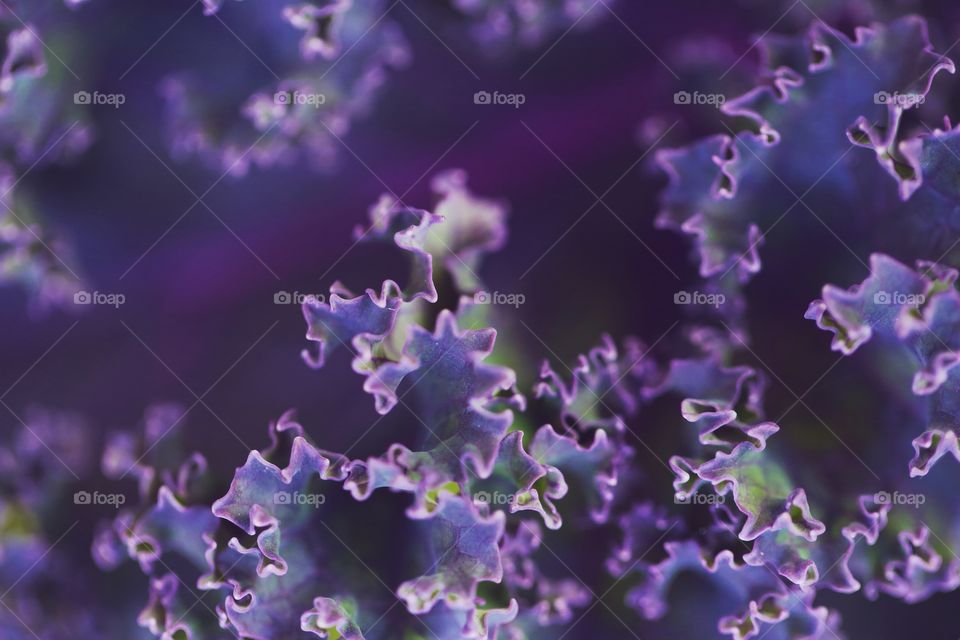 Purple kale fresh from the garden