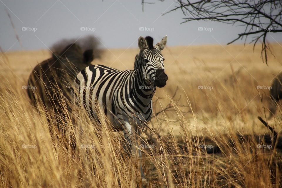 zebra on the plains. and at a closer look you will see a rino in the same shot ,right behind the zebra.