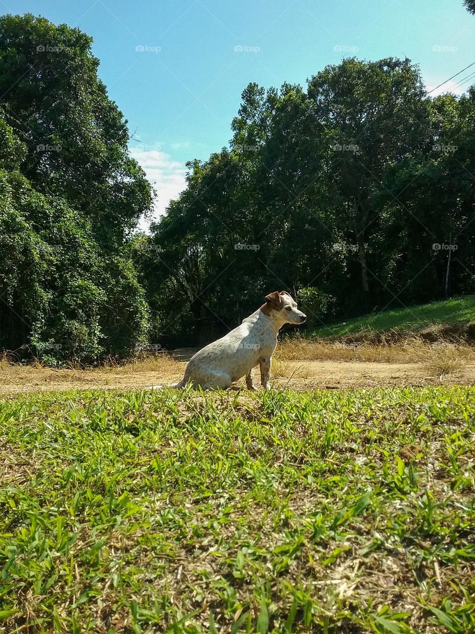Descansando no sol da tarde.