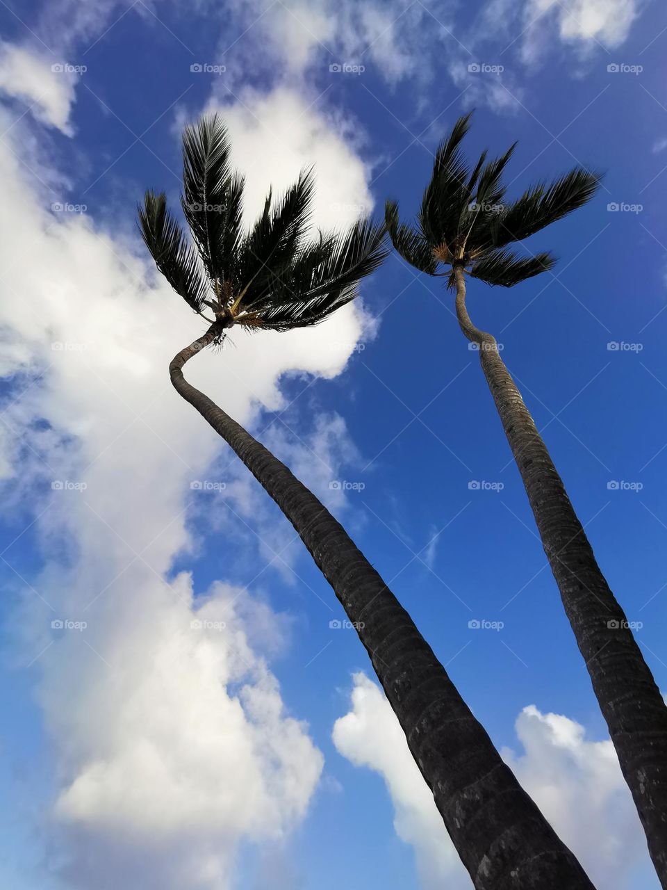 Photo of two palm trees against a blue sky. Beauty of nature. Sunny day in the hot Dominican Republic. Travel memories.