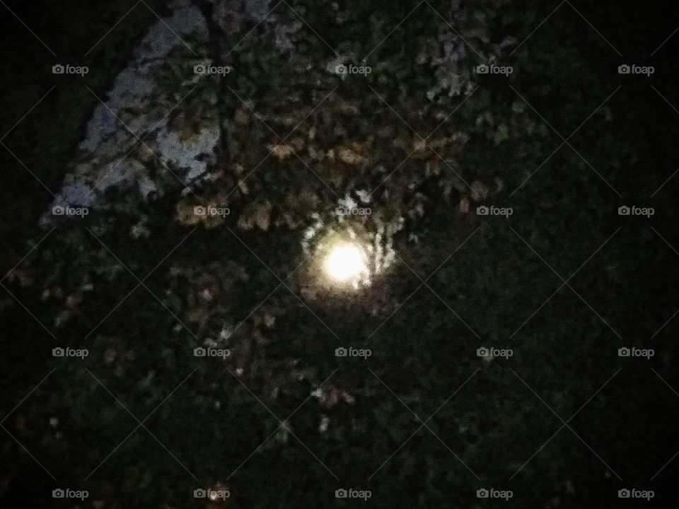 moonlight through the trees
