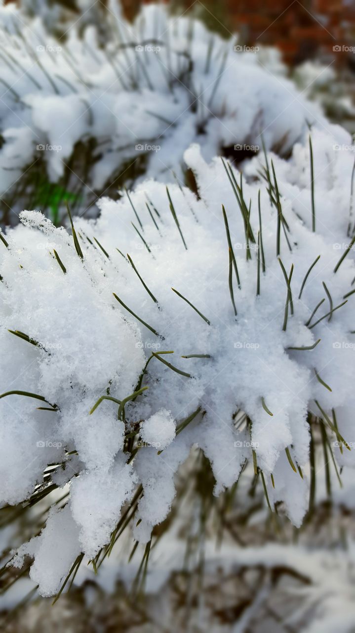 Close-up of frozen plant