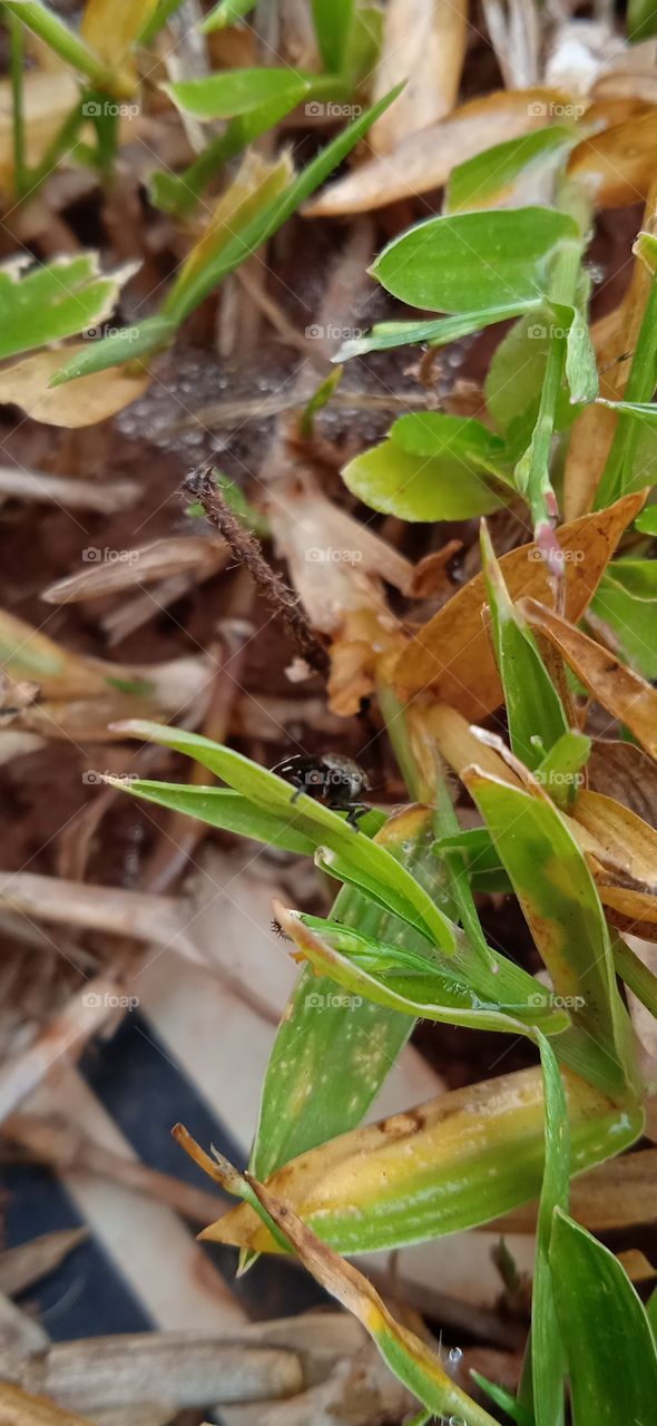 atento a pequenos detalhes