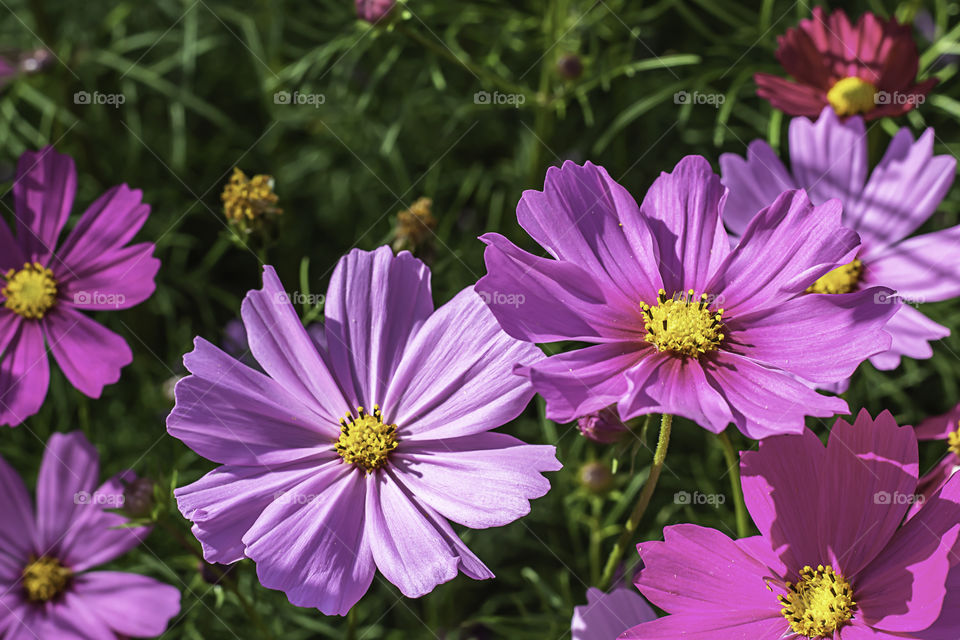 Colorful Cosmos sulphureus Cav flowers in garden.