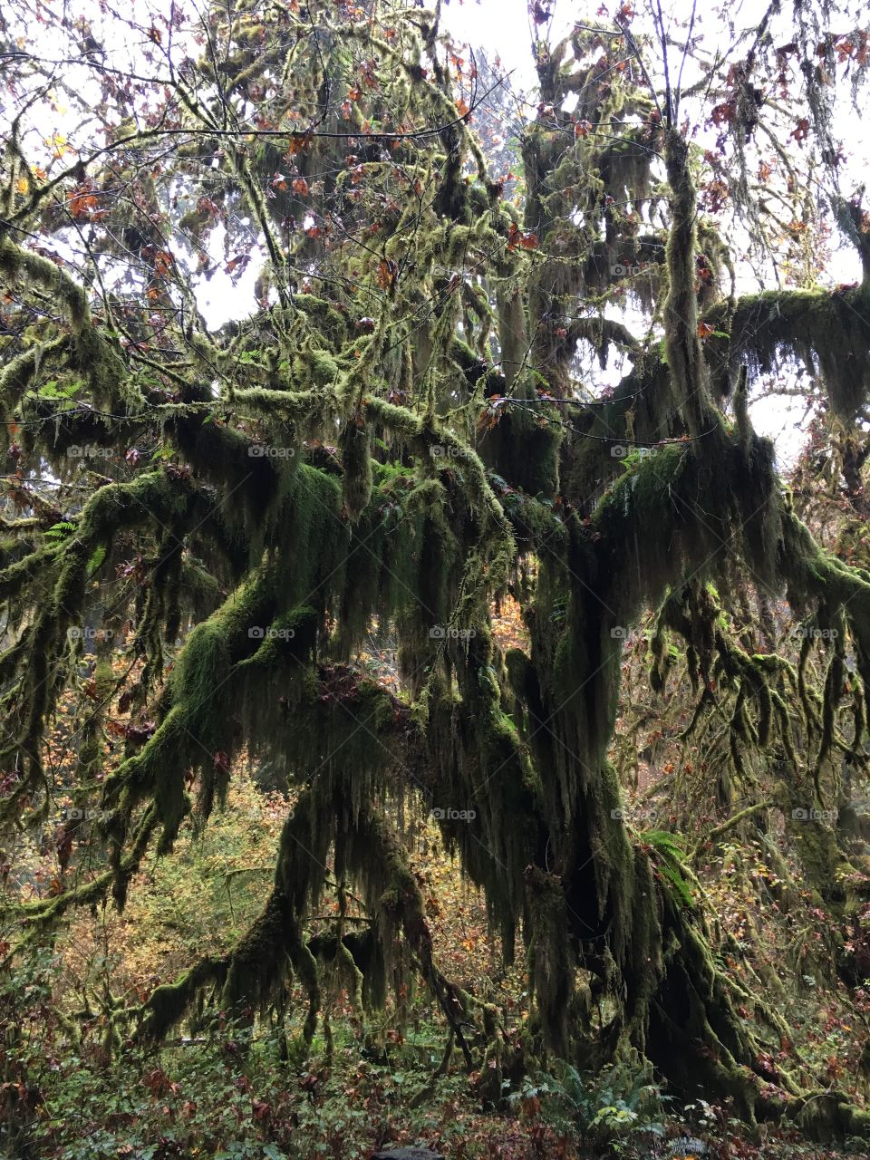 Spanish moss hanging over branches