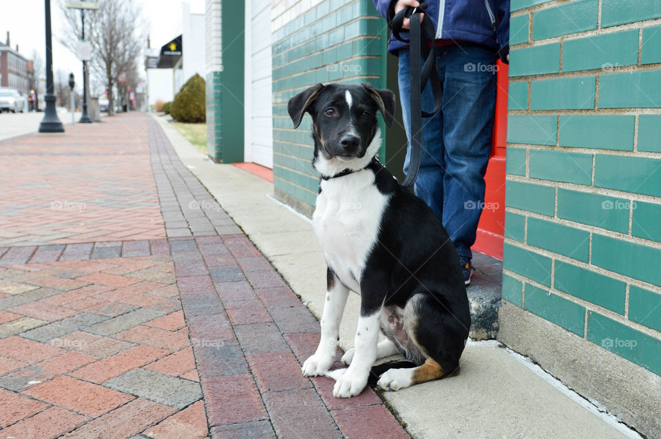 Young mixed breed puppy on a leash sitting outdoors in the city