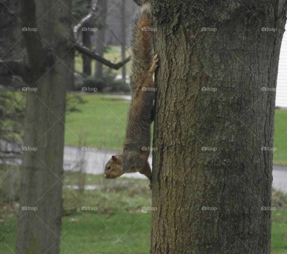 A squirrel on a tree trunk