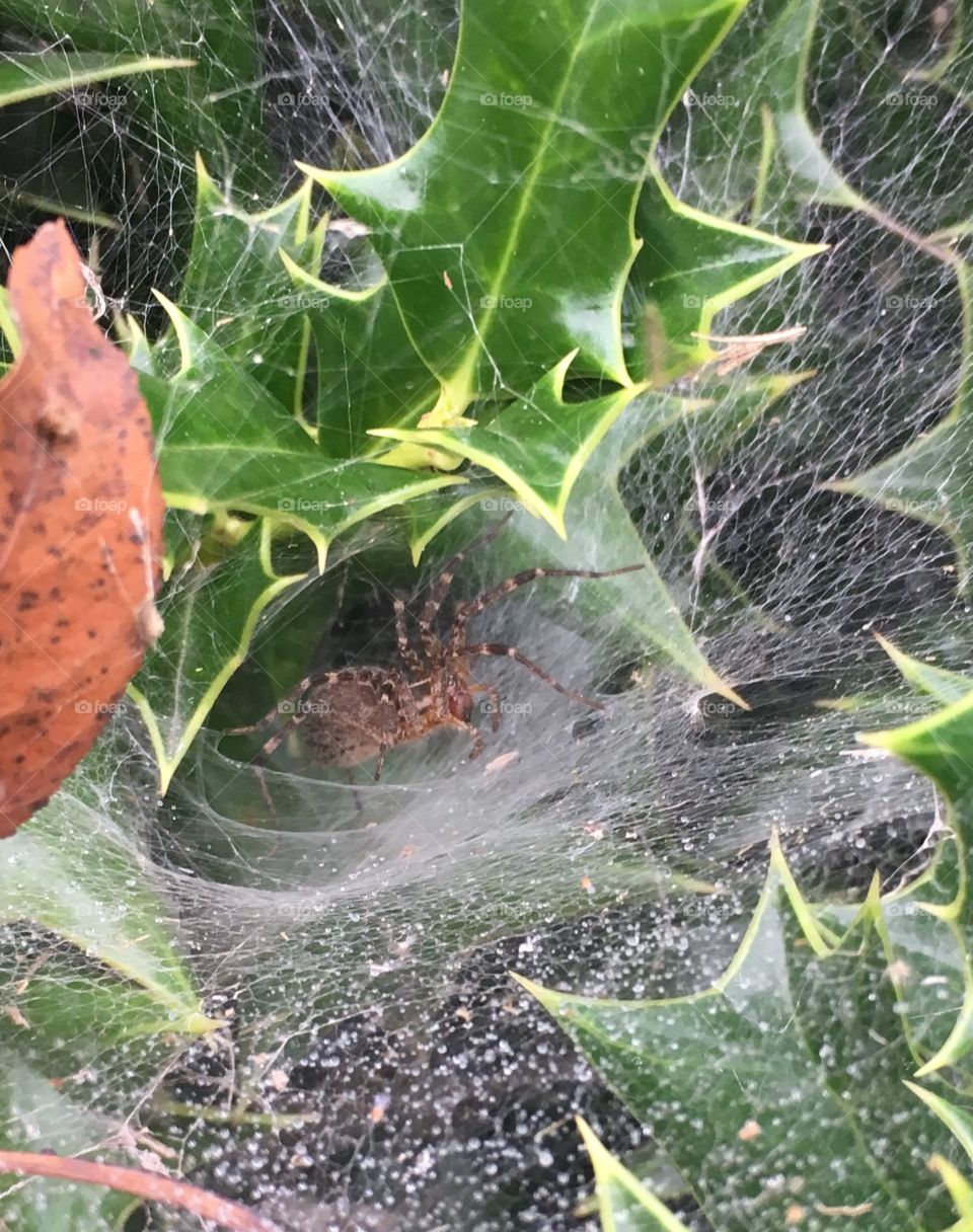 Funnel weaver spider