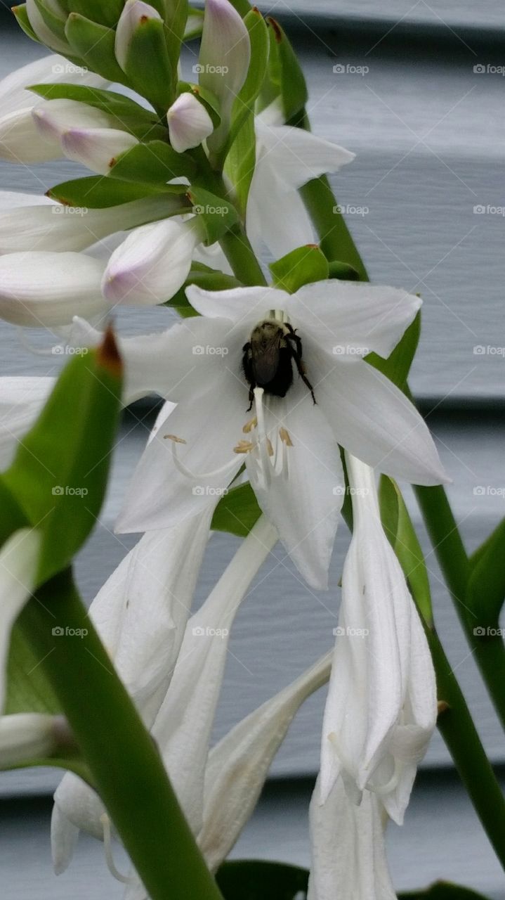 a bee inside a hosta flower