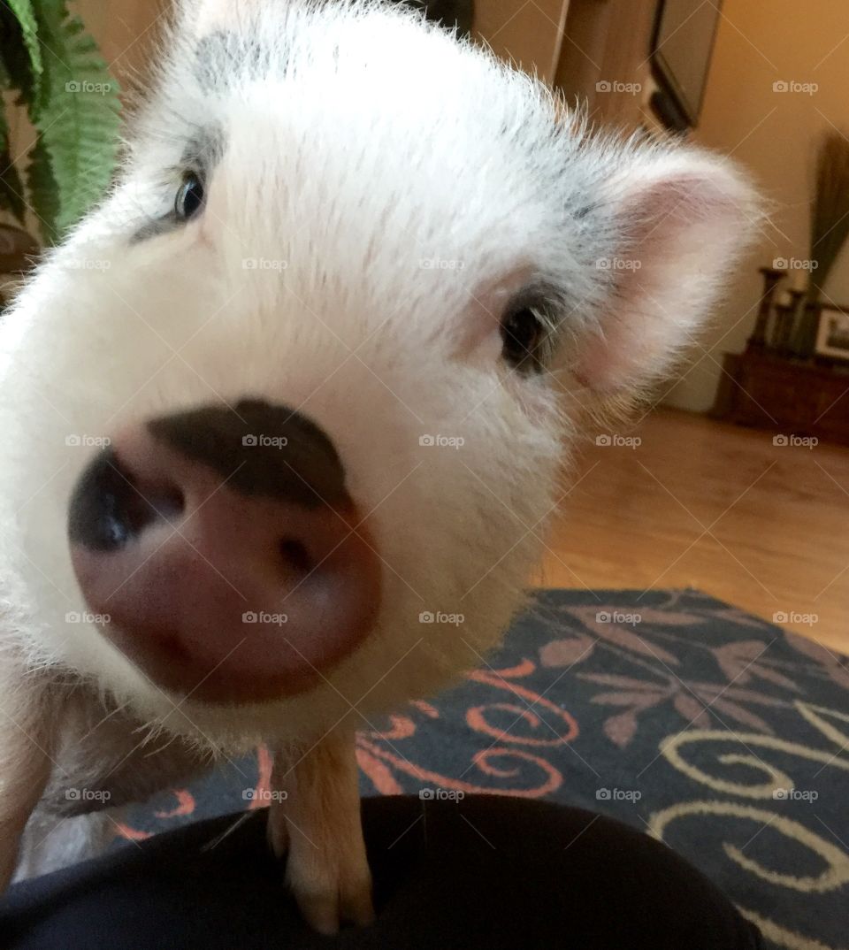Piggy says hi