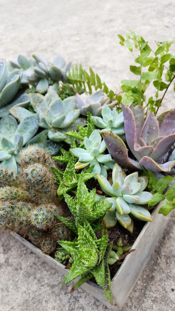 Succulents