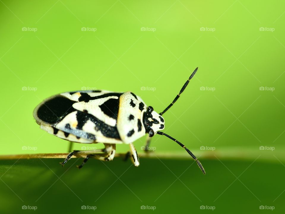 Macro of a black and white bug