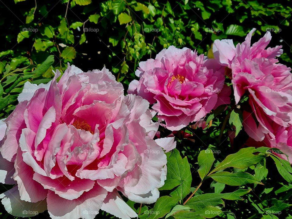 Peony