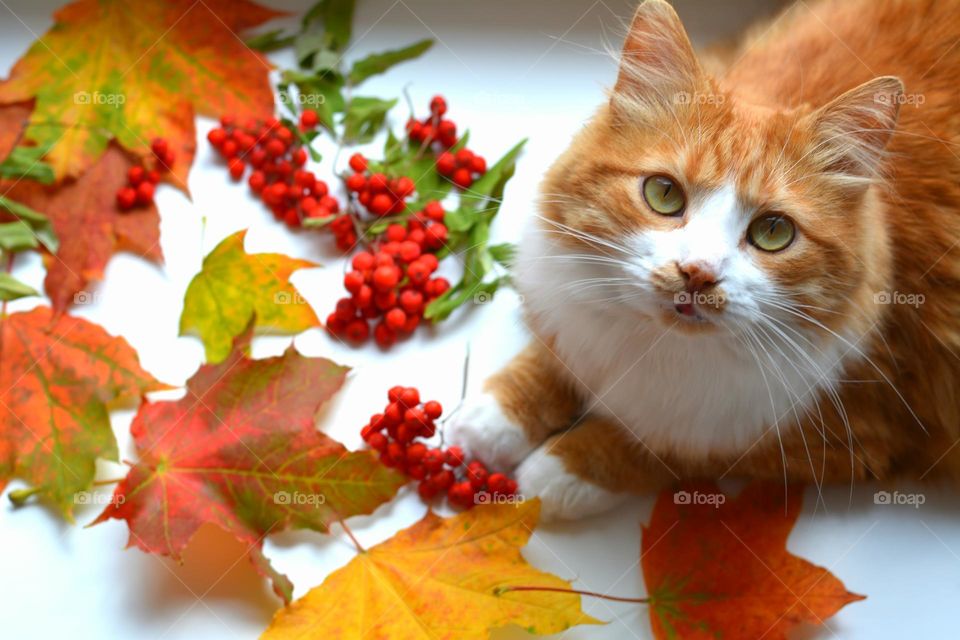 ginger cat beautiful portrait with autumn colours leaves, love autumn 🧡