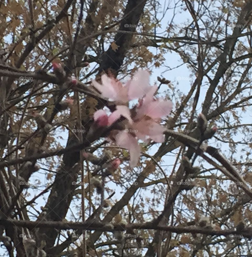 A peach blossom blooming with a tree  with an acorn tree blooming behind it.