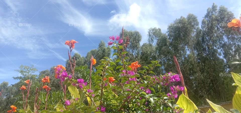 Multiple Shades Blooms 🌸💕