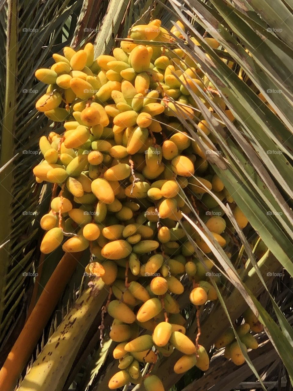 Beautiful palm of date