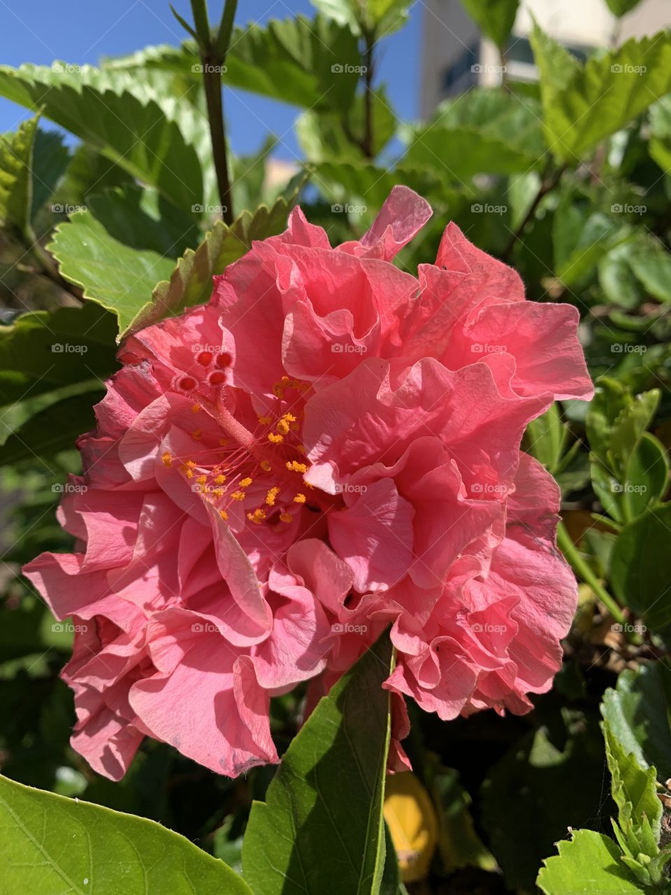 Beautiful pink blooming flower