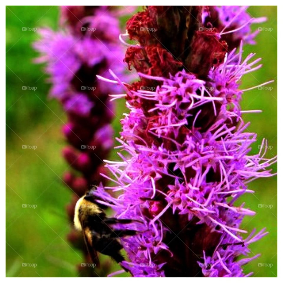 Bumblebee on Purple Flower