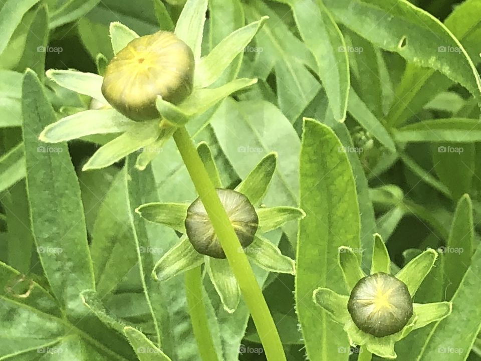 Coreopsis buds against green leaves