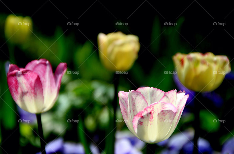 Five tulips gleaming in the sun