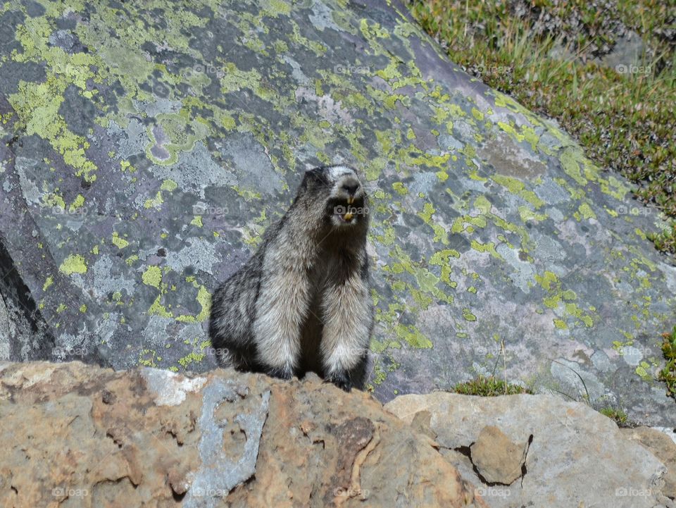 chatting it up with a marmot in Lake O'Hara