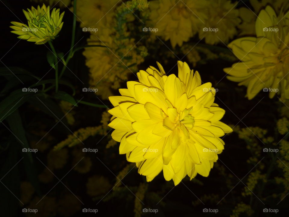 Yellow flowers in the night