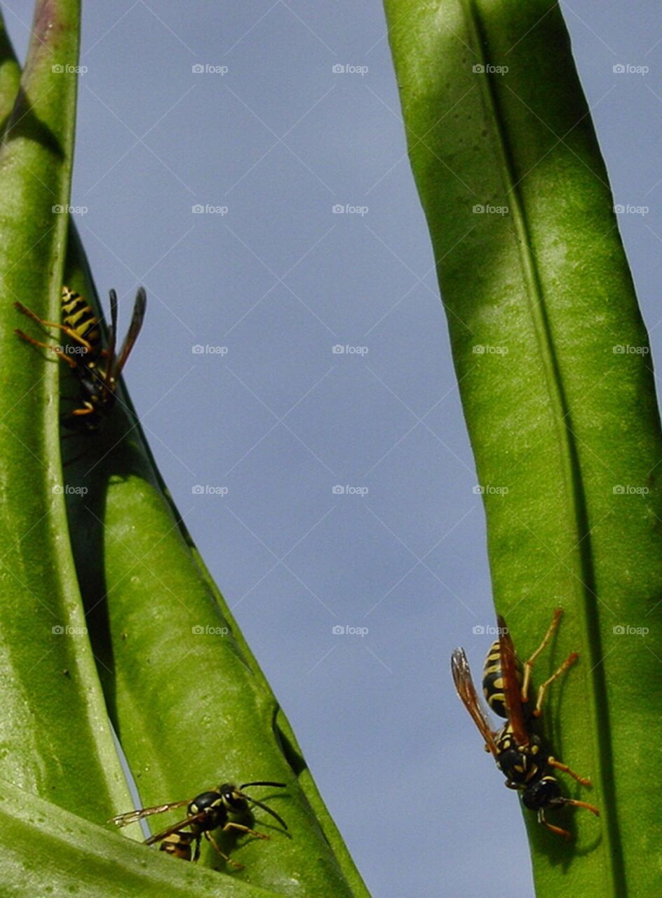 Wasps on seed pods