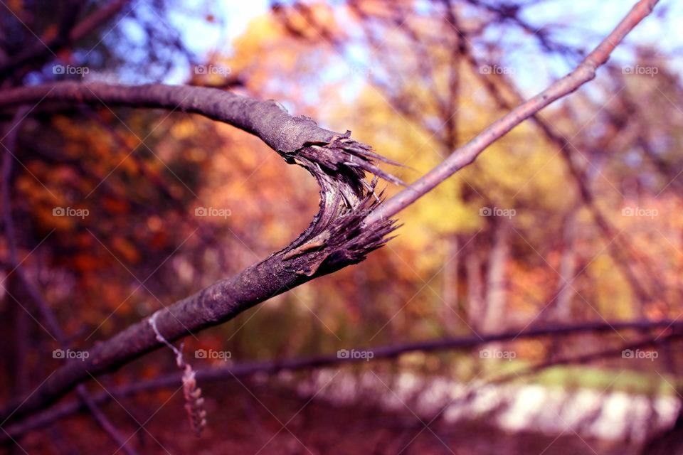 Broken Branch 