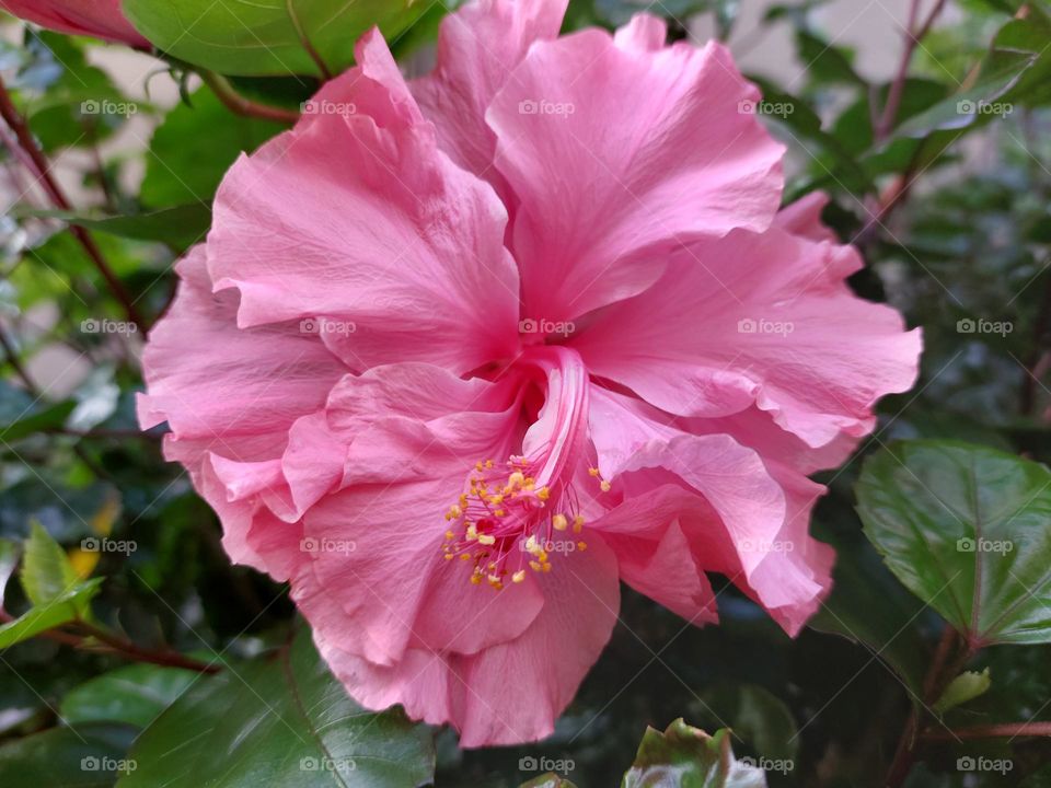 Pink Peony flower