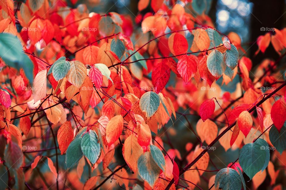 Bright colorful  eye catching  autumn leaves cover