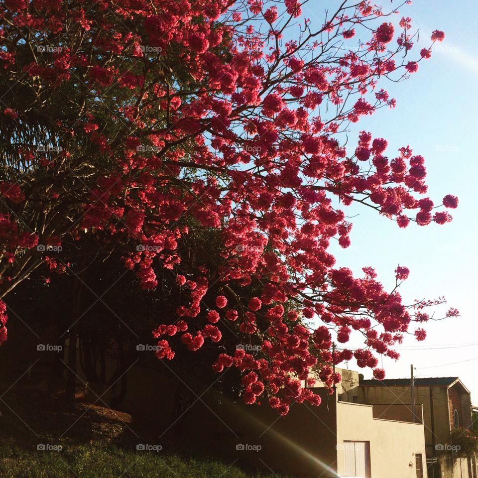 Flores muito belas no entardecer bonito. A Natureza é que nos realça e desestressa. 