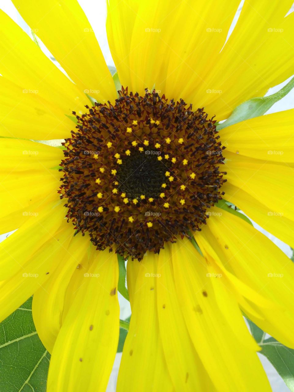 close up of a beautiful sunflower; we grew! I love gardening..