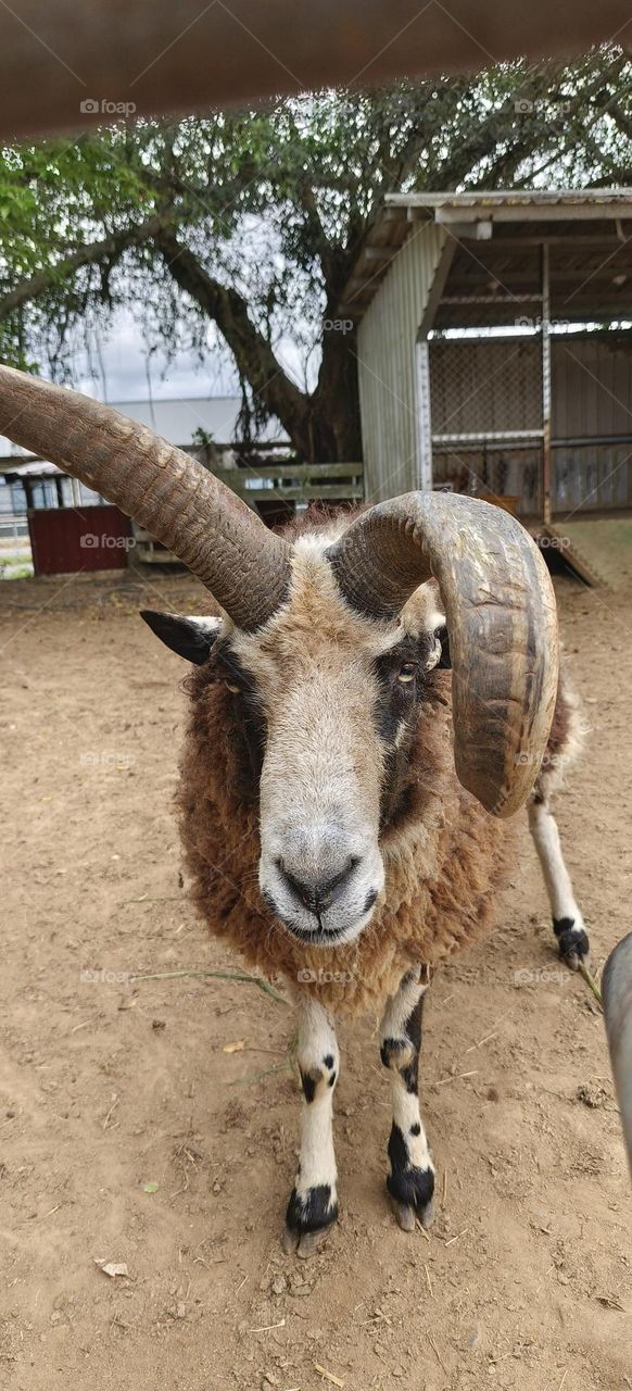 Sheep at Chulu Ranch in Beinan Township