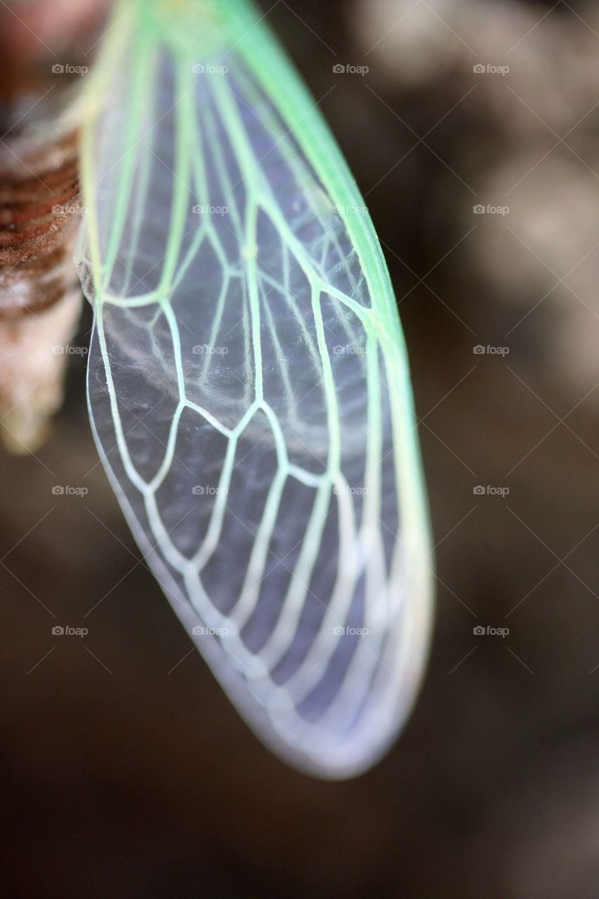 Beautiful cicada's wing