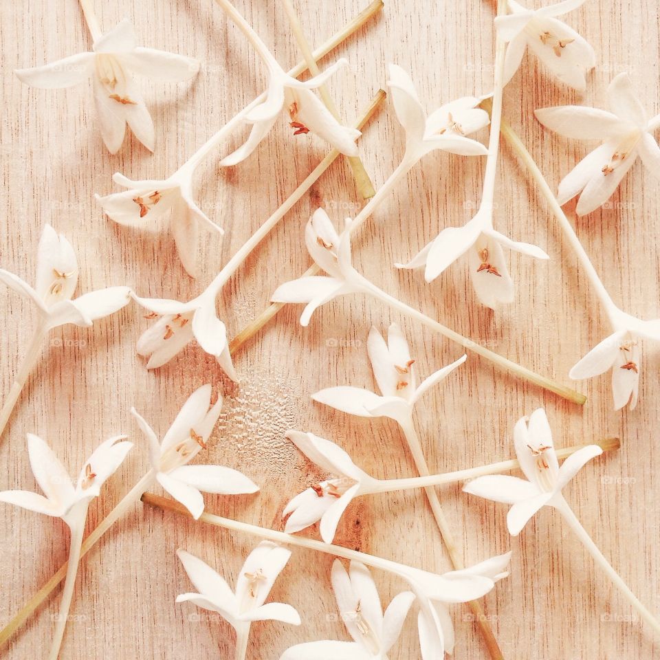 White fragrance flowers.