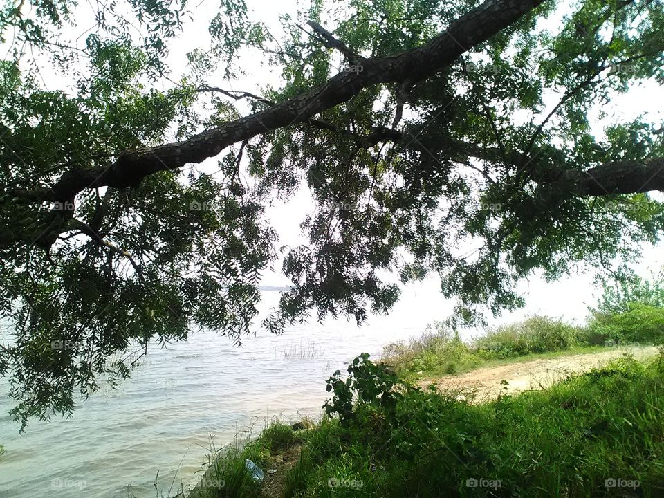 lake #nature#tree