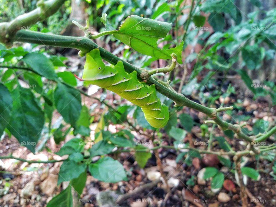 Caterpillar on Flower Limb