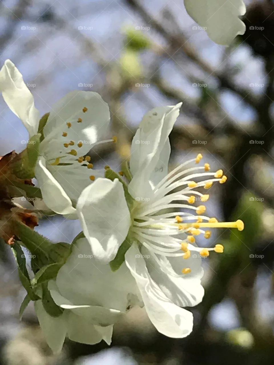 Flower, Nature, Flora, Branch, Tree