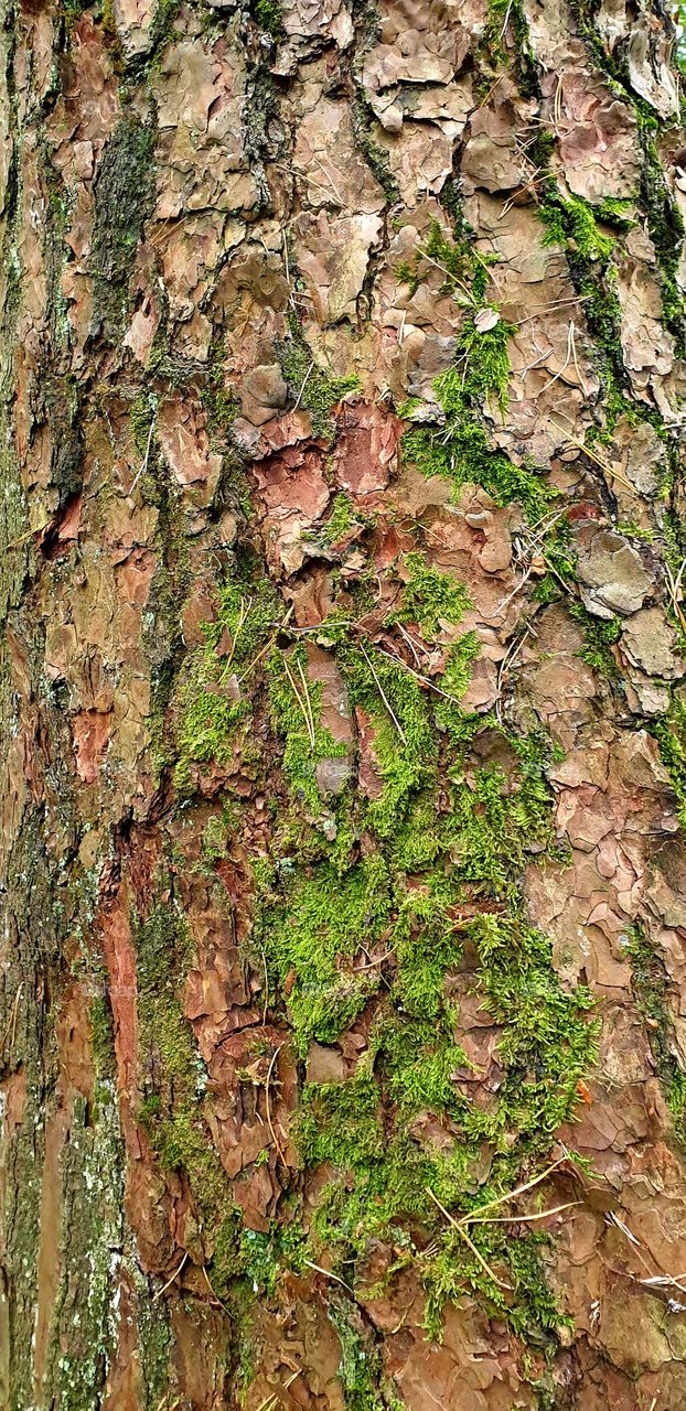 Pine bark in the morning