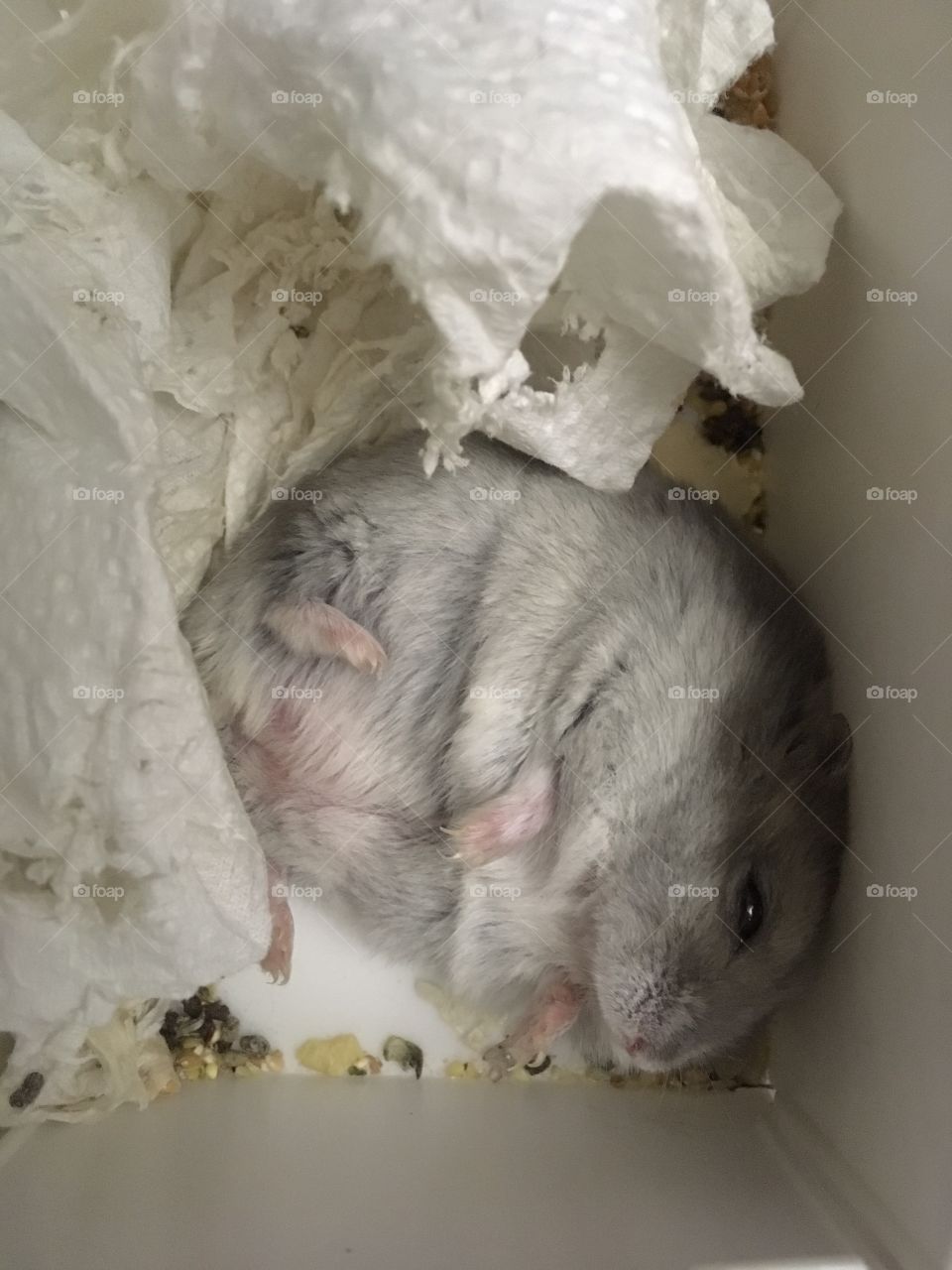 Hamster naptime